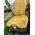 Miller Canvas supplies Quality Canvas SEAT COVERS to suit - JOHN DEERE 1570 & 1580  TERRAIN CUT Mowers