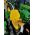Miller Canvas supplies Quality Heavy Duty Canvas Seat Covers to suit your John Deere 5055E - 5065E - 5075E Rops Tractors